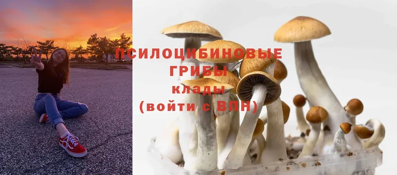 Псилоцибиновые грибы MAGIC MUSHROOMS Малмыж